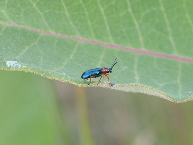 Oulema melanopus/duftschmidi