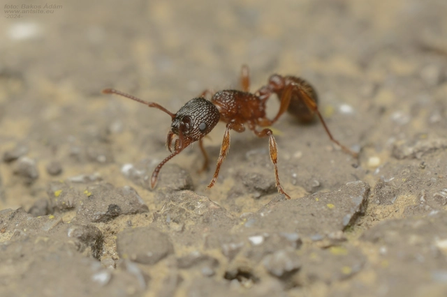 Myrmica schencki - kétszínű bütyköshangya