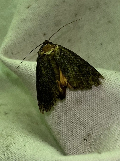 Amphipyra livida - zsírfényű bagoly