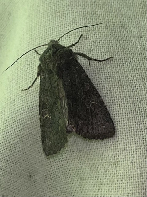 Aporophyla lutulenta - sziki őszibagoly