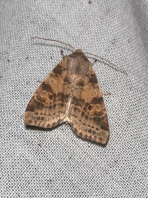 Cirrhia ocellaris - fakó sárgabagoly