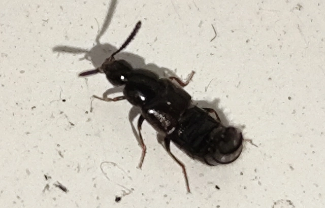 Aleochara sparsa - közönséges fürkészholyva