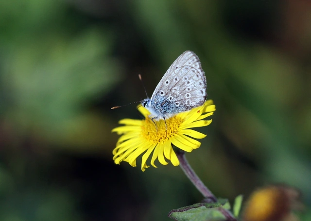 Polyommatus icarus - közönséges boglárka