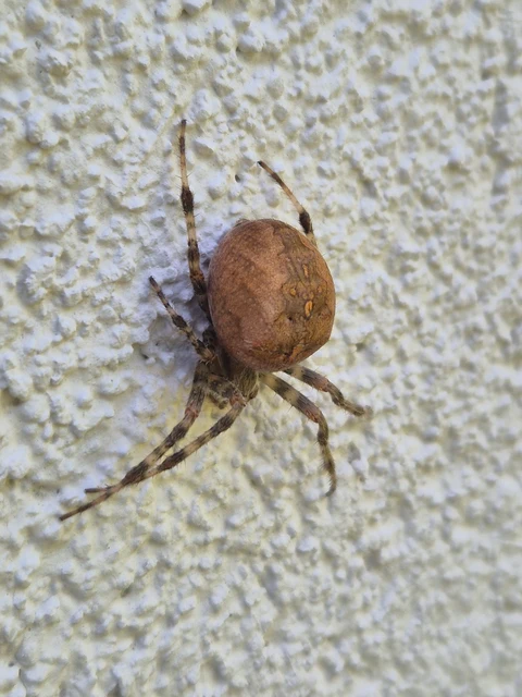 Araneus diadematus - koronás keresztespók