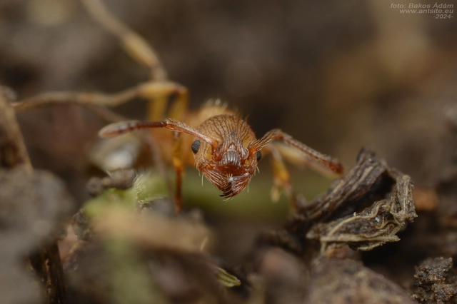 Myrmica sabuleti - gyakori bütyköshangya