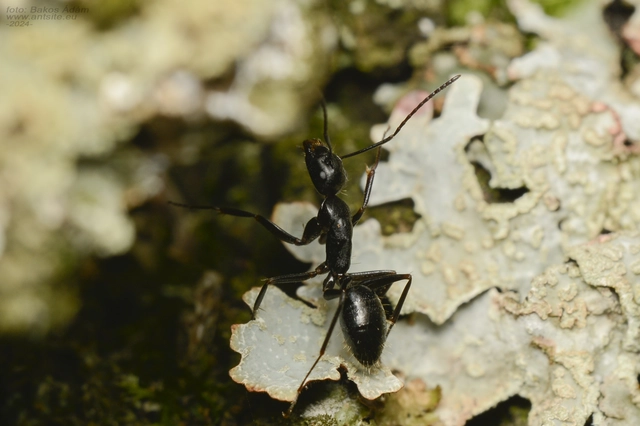 Camponotus aethiops - szőrös lóhangya