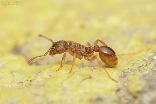 Myrmica sabuleti - gyakori bütyköshangya