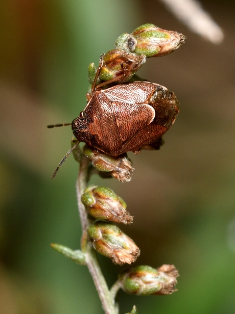 Rubiconia intermedia - bronzos címerespoloska