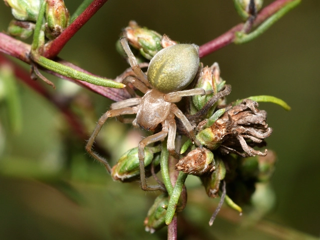 Cheiracanthium