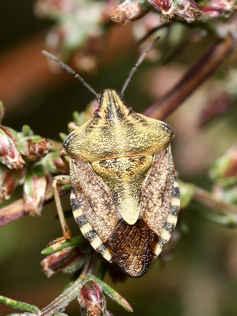 Carpocoris Carpocoris