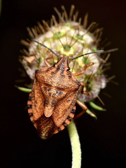 Carpocoris Carpocoris