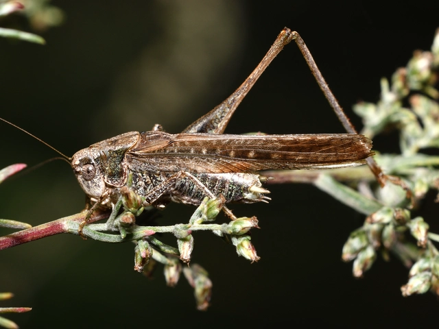 Platycleis affinis - púposhasú rétiszöcske