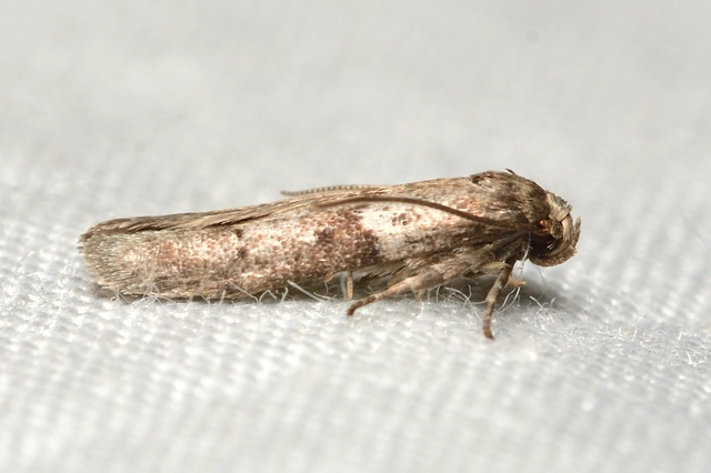 Blastobasis