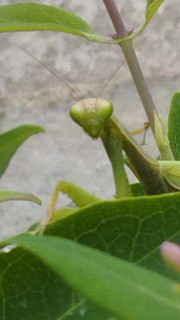 Mantis religiosa - imádkozósáska