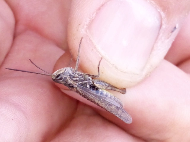 Chorthippus mollis - halk tarlósáska
