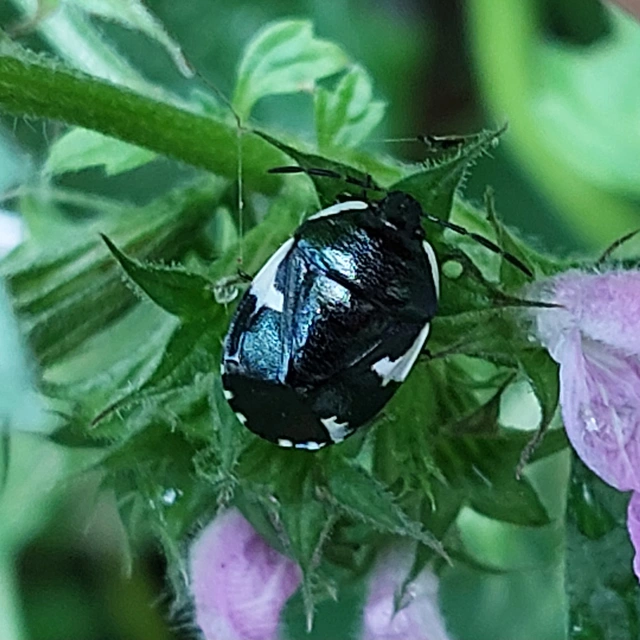Tritomegas sexmaculatus - hatfoltos földipoloska