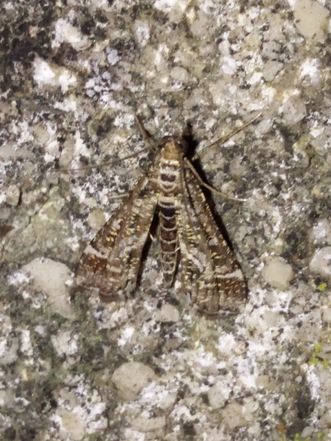 Diasemiopsis ramburialis - moszatpáfrány-tűzmoly
