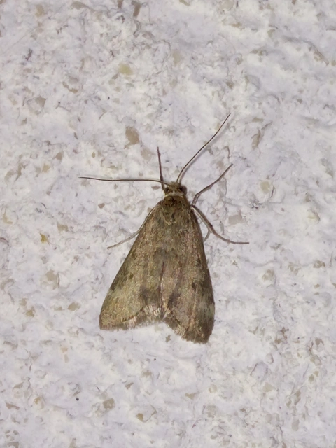 Pyrausta despicata - réti bíbormoly