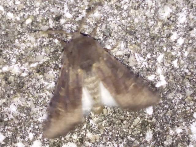 Aporophyla lutulenta - sziki őszibagoly