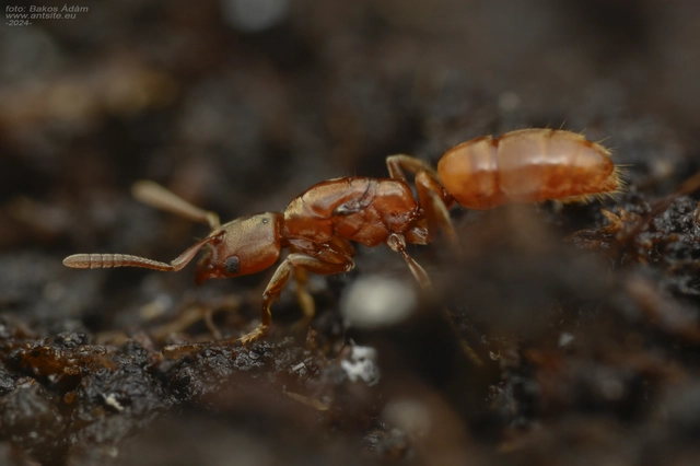 Cryptopone ochracea - sárga vakondhangya