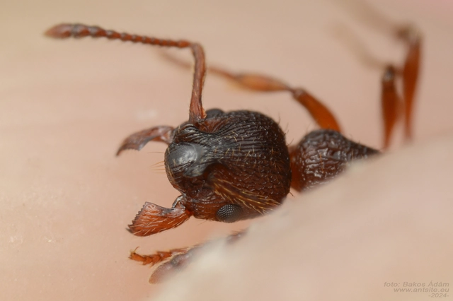 Myrmica curvithorax - sziki bütyköshangya