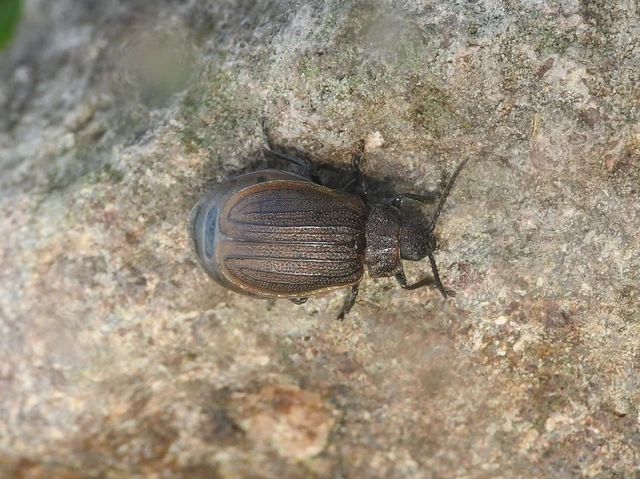 Galeruca pomonae - barna olajosbogár