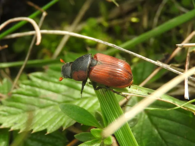 Aphodius scrutator - vörös trágyabogár