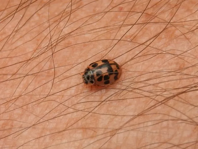 Oenopia conglobata - rózsás katica