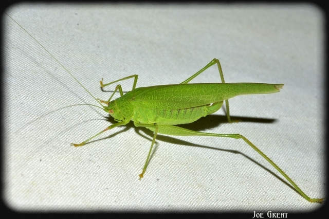 Phaneroptera nana - pontozott repülőszöcske