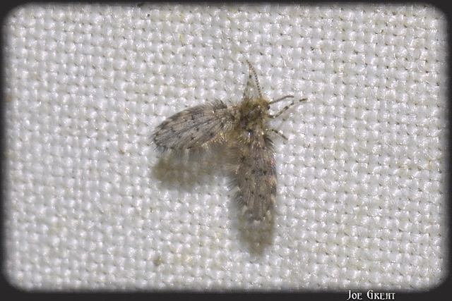 Diptera - Kétszárnyúak