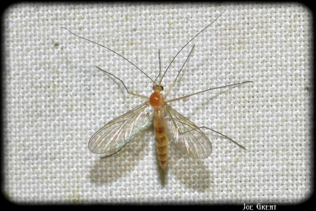Diptera - Kétszárnyúak