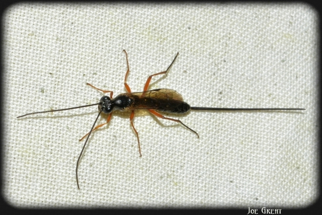 Hymenoptera - Hártyásszárnyúak