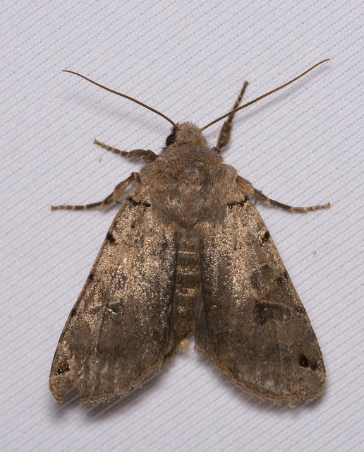 Anchoscelis litura - tarka őszibagoly