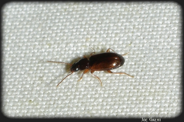 Trechus quadristriatus - közönséges fürgefutonc