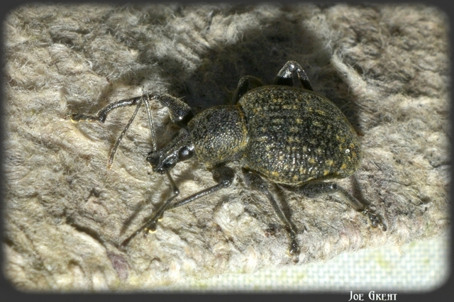Otiorhynchus multipunctatus - sokpontos gyalogormányos