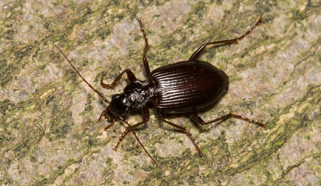Limodromus assimilis - vöröslábú kisfutó