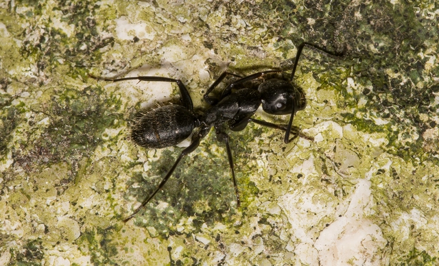 Camponotus vagus - fekete lóhangya