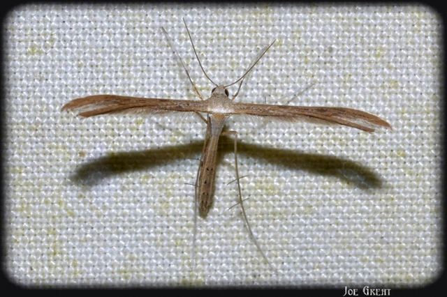 Pterophoridae - tollasmolyfélék