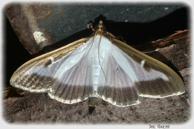 Cydalima perspectalis - puszpáng-tűzmoly