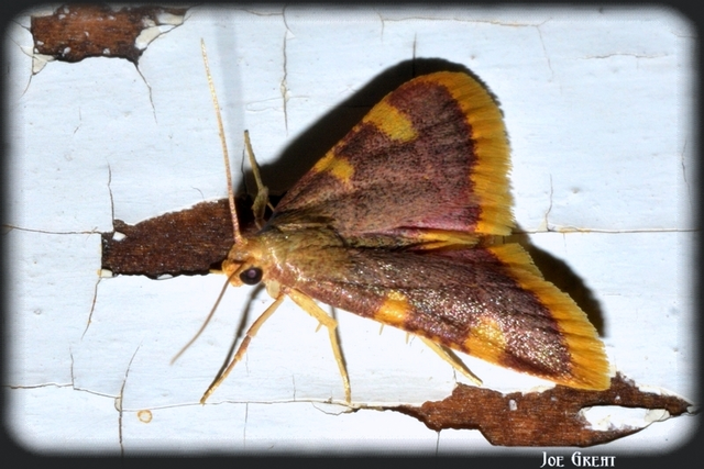Hypsopygia costalis - szénailonca
