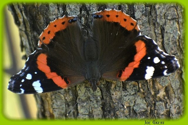 Vanessa atalanta - atalantalepke