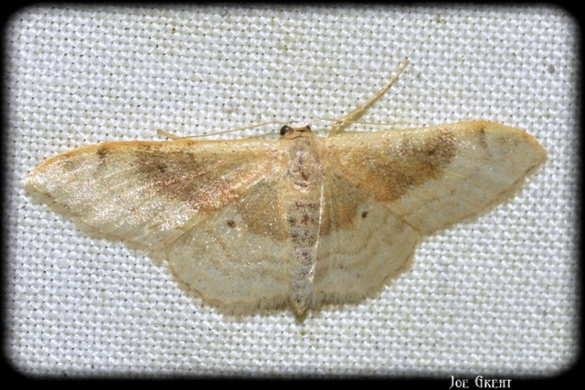 Idaea degeneraria - barnasávos araszoló