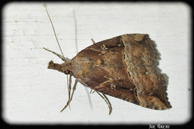 Hypena rostralis - közönséges karcsúbagoly