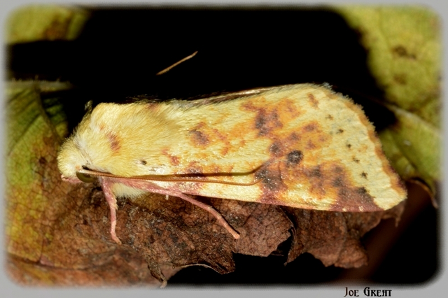 Cirrhia icteritia - nyárfa-sárgabagoly