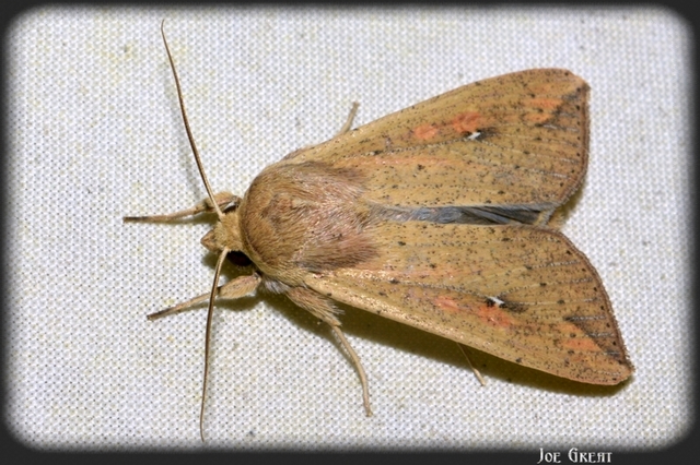Mythimna unipuncta - hordabagoly