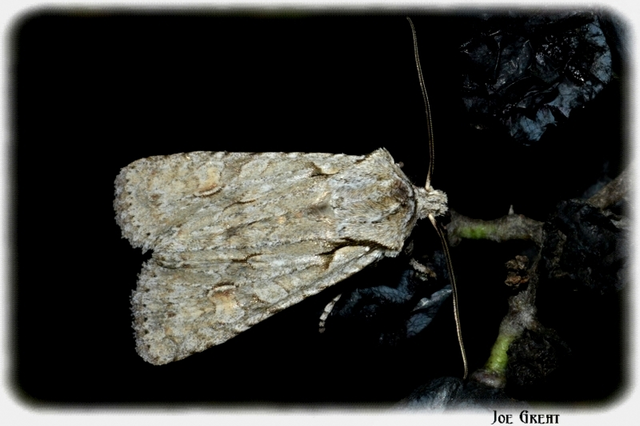 Lithophane ornitopus - közönséges fabagoly
