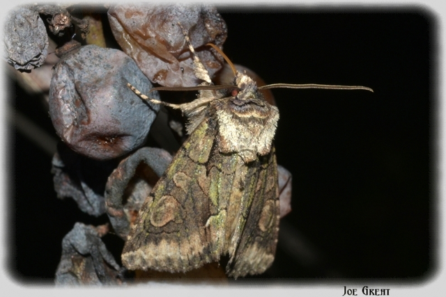 Allophyes oxyacanthae - galagonyabagoly