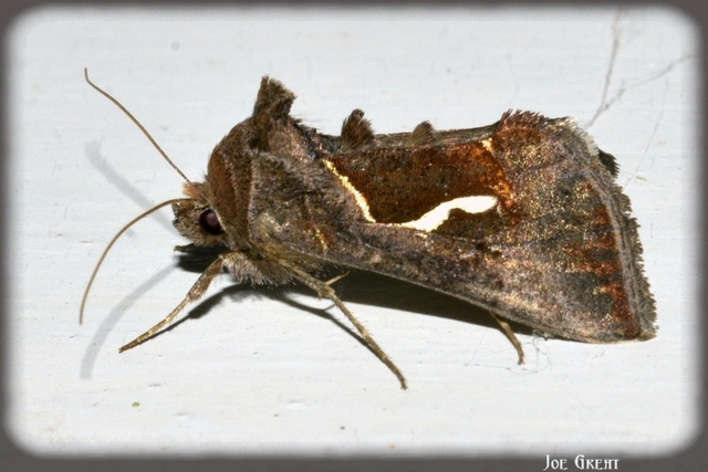 Macdunnoughia confusa - cseppfoltos ezüstbagoly