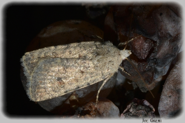 Paradrina clavipalpis - közönséges selymesbagoly