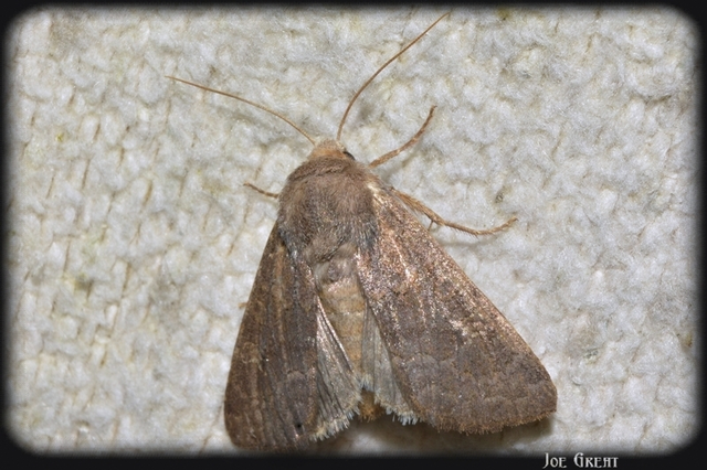 Aporophyla lutulenta - sziki őszibagoly